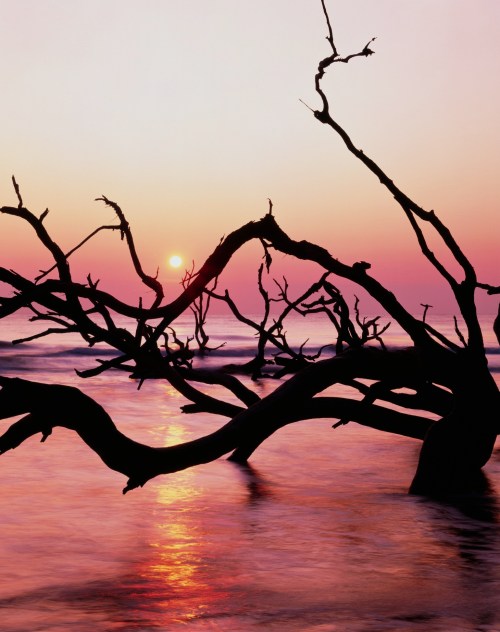 Silhouetted branches against a vibrant sunset over the ocean, reflecting colors on the water's surface.