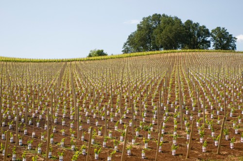Vineyard landscape with rows of young grapevines supported by stakes, set against a clear blue sky and distant trees.
