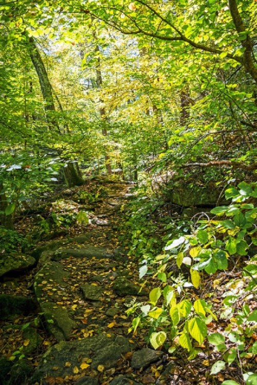 A serene forest path surrounded by vibrant green trees and scattered autumn leaves on the ground.