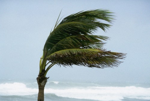 A palm tree bends dramatically in strong winds, with turbulent ocean waves in the background.