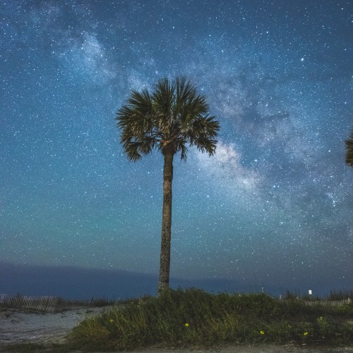 A palm tree silhouetted against a starry night sky with the Milky Way visible above.