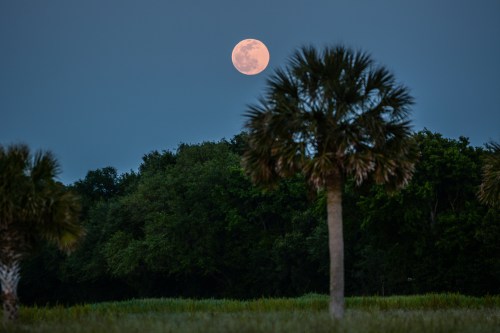 A large, glowing moon rises over a dark landscape with palm trees silhouetted in the foreground.