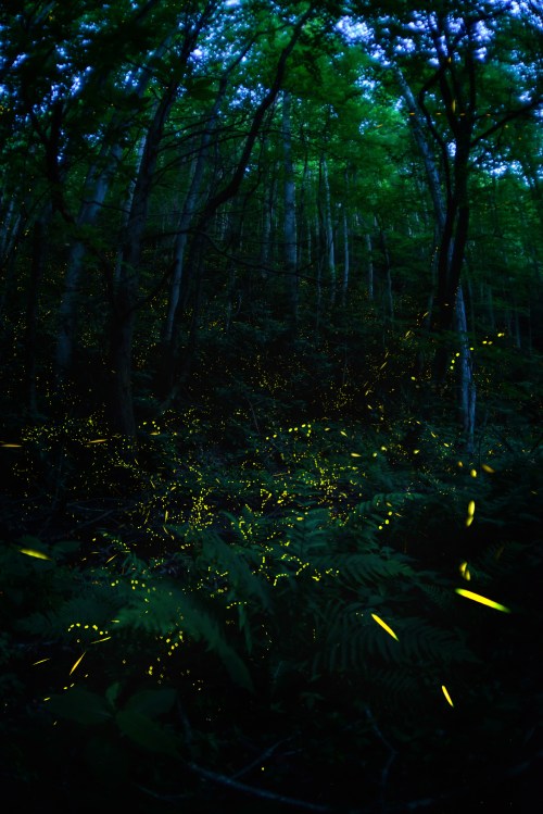 A dark forest illuminated by glowing fireflies, creating a magical, ethereal atmosphere among the trees.