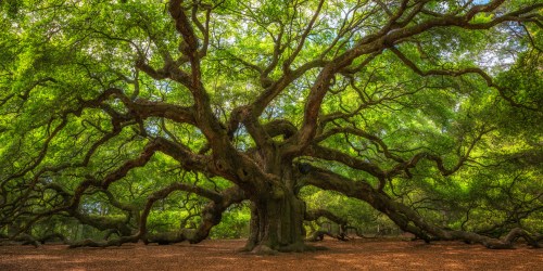 A majestic, sprawling tree with wide branches and lush green leaves in a serene natural setting.
