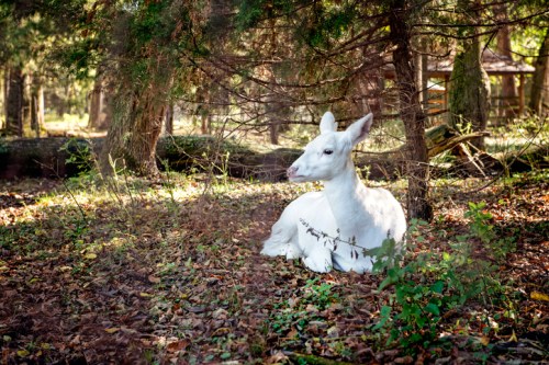 A white deer resting on the forest floor among fallen leaves and trees.