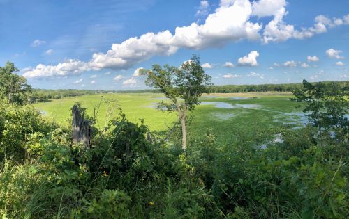 A serene landscape featuring a lush green wetland, surrounded by trees and a bright blue sky with fluffy clouds.