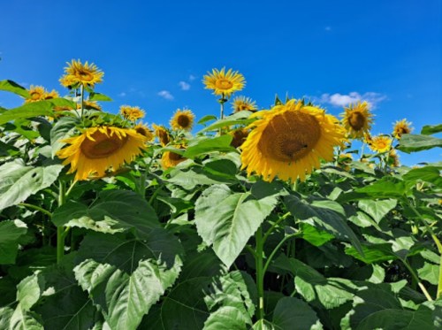 A vibrant field of sunflowers under a clear blue sky, with tall green leaves surrounding the bright yellow blooms.