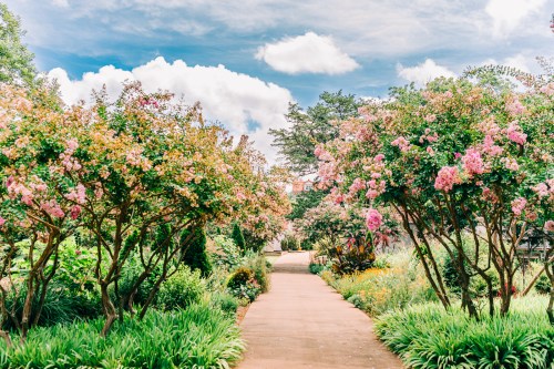 A serene garden path lined with blooming pink trees under a blue sky with fluffy clouds.