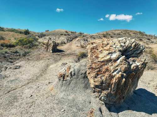 A rocky landscape with large petrified wood formations and sparse vegetation under a clear blue sky.