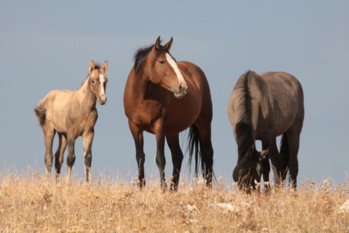 Three horses stand in a grassy field, with a light brown foal beside a brown horse and a gray horse grazing.