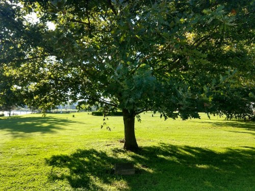 A large tree casts a shadow on a grassy field under bright sunlight.