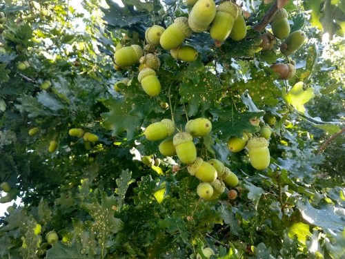 A close-up of a tree branch filled with clusters of green acorns and lush green leaves.