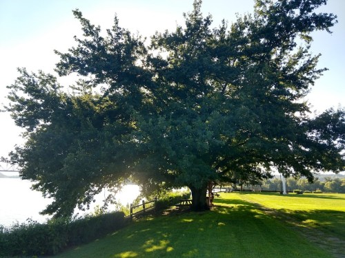 A large tree with lush green leaves stands by a river, casting a shadow on the grassy area nearby.