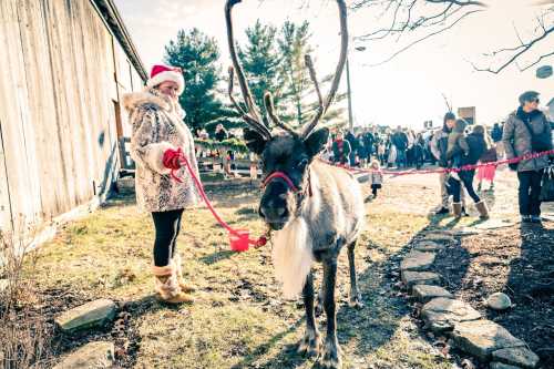 A person in a festive outfit holds a reindeer on a leash, with a crowd and trees in the background.