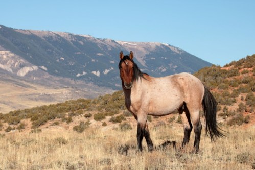 A horse stands in a grassy field with mountains in the background under a clear blue sky.