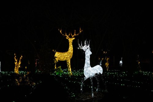 Illuminated reindeer decorations in a dark setting, featuring a golden and a white reindeer among green lights.