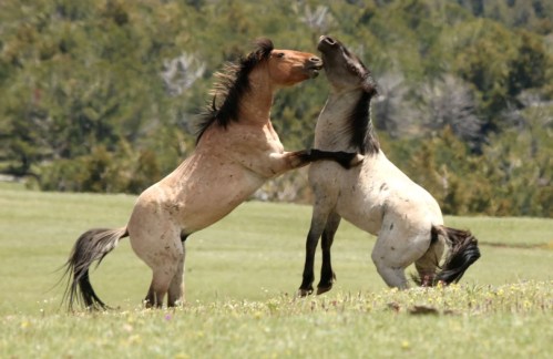 Two horses playfully rearing up and engaging with each other in a grassy field.