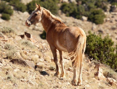 A light-colored horse stands on rocky terrain, facing away, with greenery in the background.