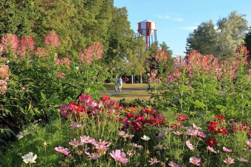 A vibrant garden filled with pink and red flowers, with a water tower and two people walking in the background.