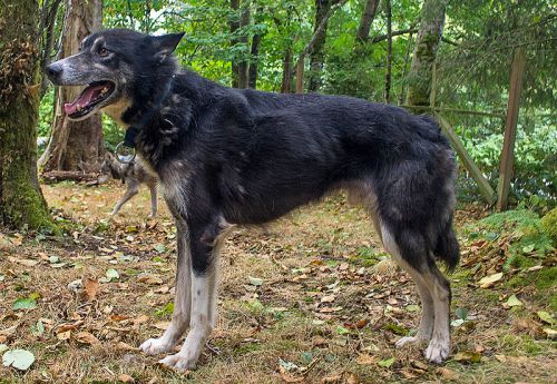 A black and gray dog stands in a forested area, surrounded by trees and fallen leaves, with a happy expression.