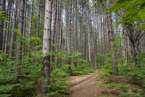 A serene forest scene with tall trees and a winding dirt path surrounded by lush green foliage.