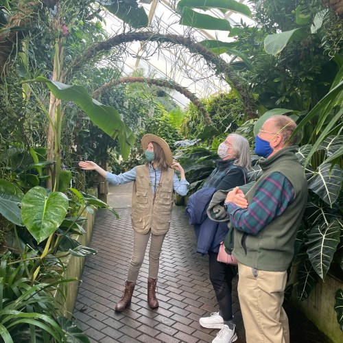 A guide points out plants in a lush greenhouse while two visitors listen attentively, all wearing masks.
