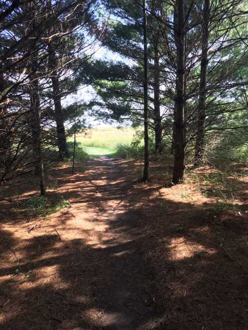 A sunlit path through tall trees, leading to a grassy area in a serene forest setting.