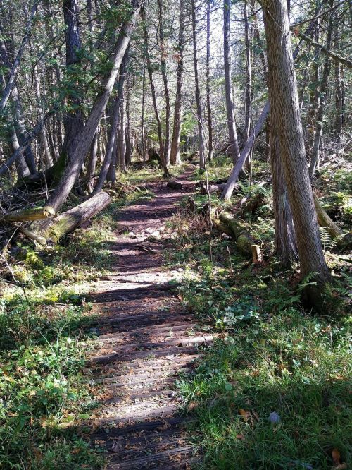 A serene forest path surrounded by tall trees and lush greenery, dappled sunlight filtering through the leaves.