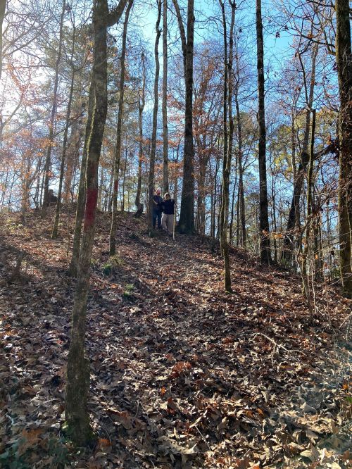 A person stands on a hillside surrounded by trees and fallen leaves, with sunlight filtering through the branches.