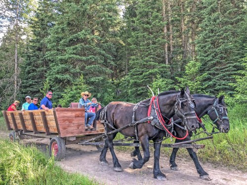 A horse-drawn wagon carries a group of people through a lush, green forest path.