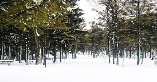 A snowy path through a forest of evergreen trees, with picnic tables visible in the background.
