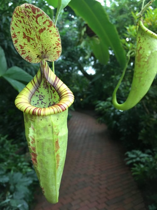A close-up of a green pitcher plant with red and purple markings, hanging in a lush garden setting.