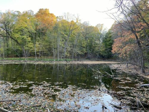 A serene pond surrounded by trees with autumn foliage, reflecting the colorful leaves on the water's surface.