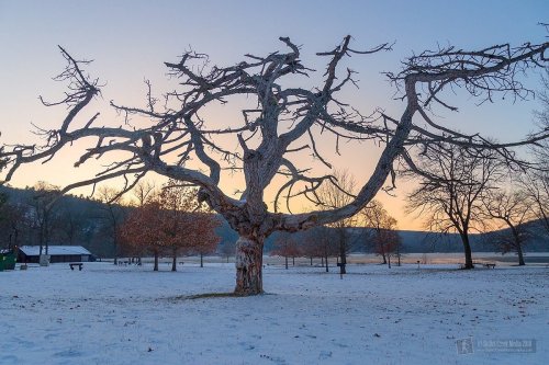A bare tree with twisted branches stands in a snowy landscape at sunset, with a lake and distant hills in the background.