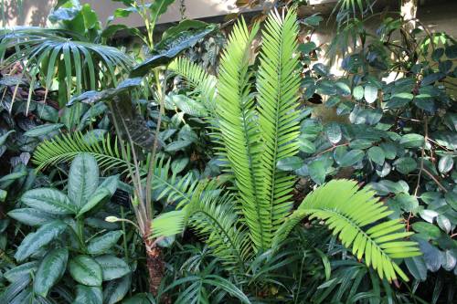 Lush greenery featuring various tropical plants, including a vibrant green fern in the foreground.