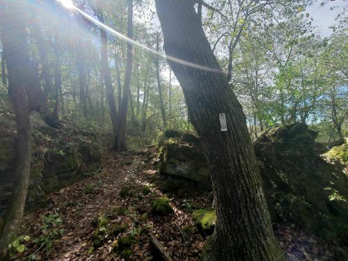 A sunlit forest scene with a tree, rocky terrain, and scattered leaves, creating a serene natural atmosphere.