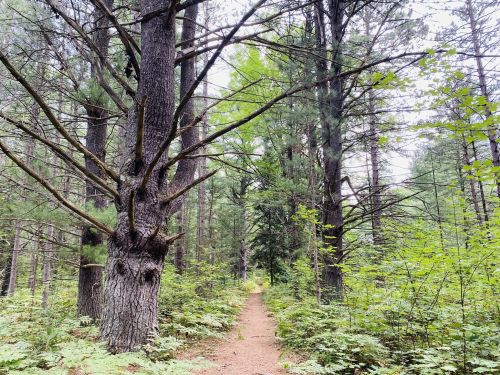 A narrow dirt path winds through a dense forest of tall trees and lush green foliage.