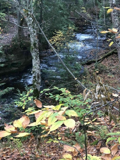 A serene forest scene with a flowing stream surrounded by trees and autumn leaves.
