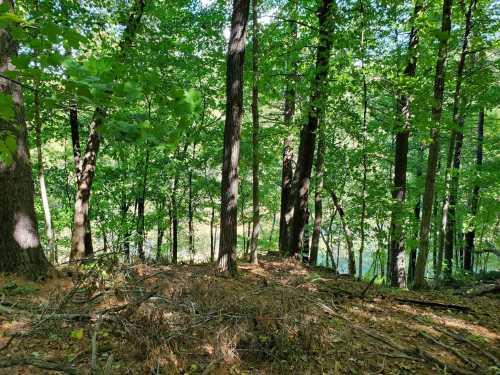 Lush green forest with tall trees and a carpet of pine needles, leading to a calm body of water in the background.