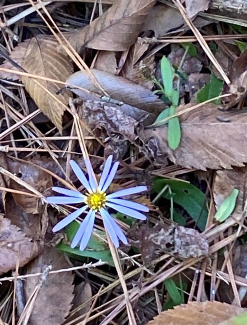 A single purple flower with yellow center surrounded by brown leaves and green plants on the forest floor.
