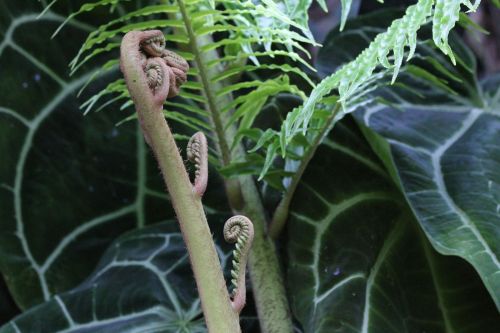 Close-up of a fern with curled fronds and lush green leaves in a natural setting.