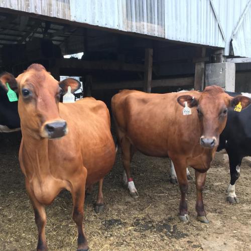 Two brown cows with ear tags standing in a barn, with wooden beams and a dirt floor in the background.