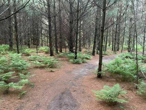 A forest path winding through tall trees and lush green ferns on the forest floor.