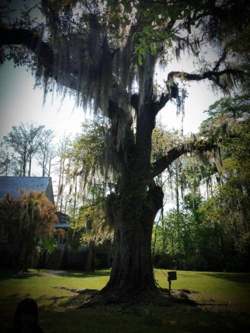 A large, moss-covered tree stands in a green yard, surrounded by other trees and a house in the background.