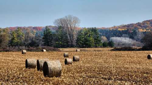 A serene landscape featuring hay bales in a golden field, surrounded by trees with autumn foliage in the background.