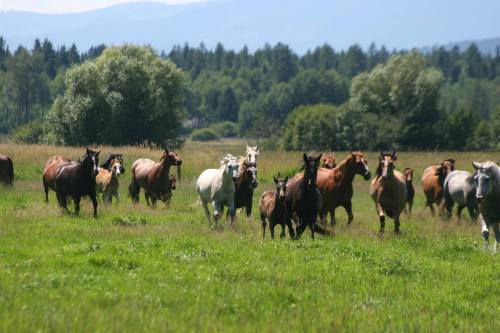 A herd of horses running through a lush green field with trees and mountains in the background.