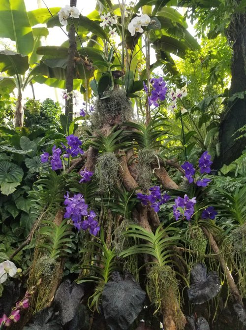 A lush tropical scene featuring vibrant purple orchids and green foliage, with roots and moss creating a natural display.