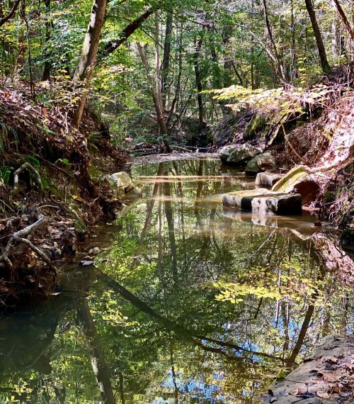 A serene creek surrounded by trees, with reflections of foliage on the water's surface in a peaceful forest setting.
