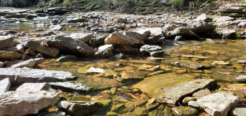 A rocky stream bed with clear water flowing over stones, surrounded by greenery and sunlight.