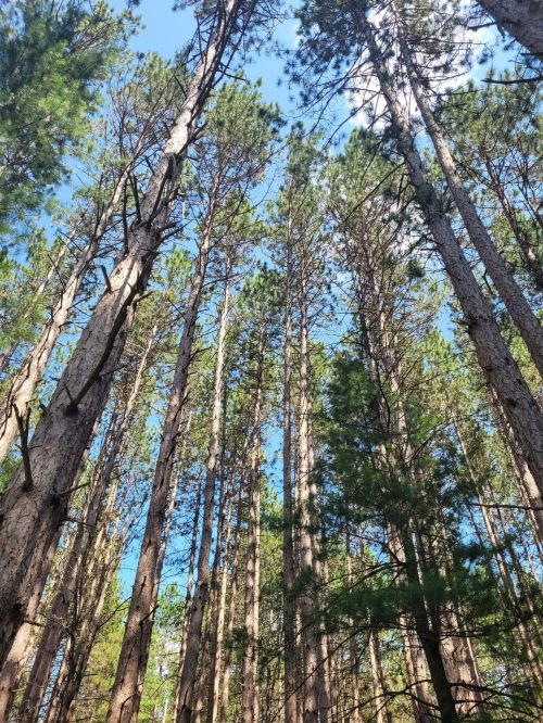 Tall trees stretch upward towards a clear blue sky, creating a serene forest atmosphere.